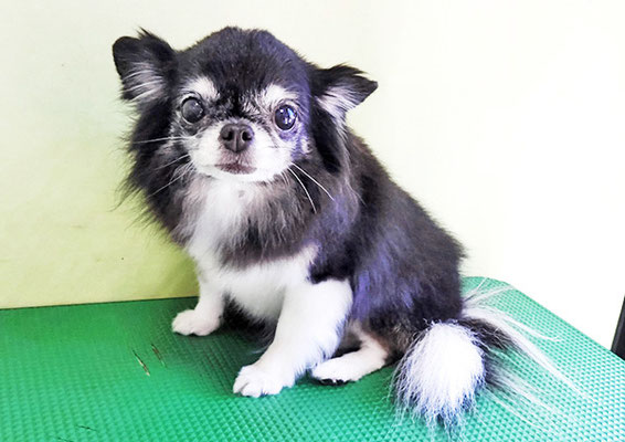 森崎クロちゃん