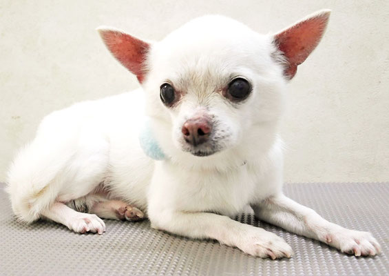 小川メイちゃん