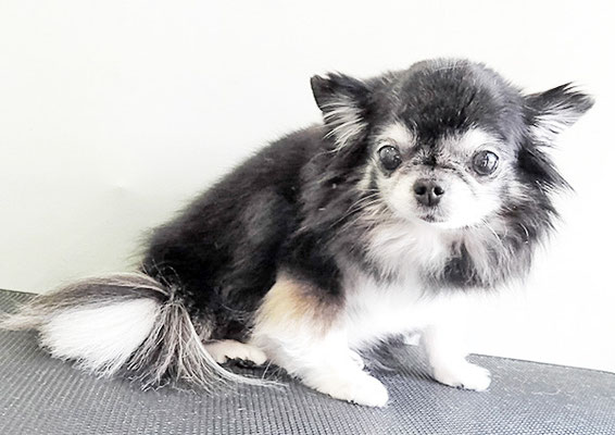 八木クロちゃん