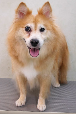 村松ゴンちゃん