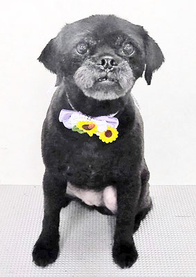 徳田あずきちゃん