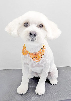 岡世マルちゃん