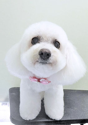 吉本ラピスちゃん