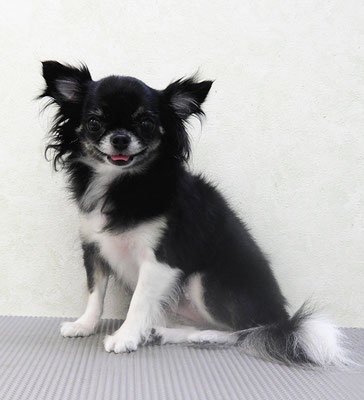 森崎クロちゃん