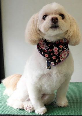 大脇ココアちゃん