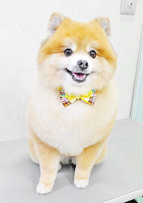 神村ポン太ちゃん