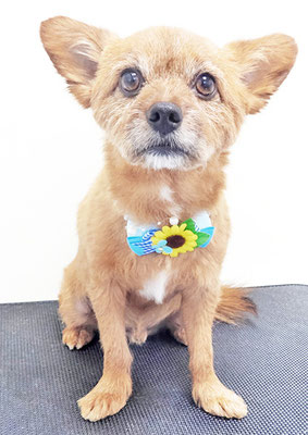 助村ルウちゃん