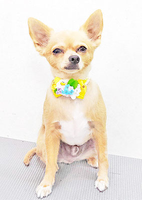 池田リブちゃん