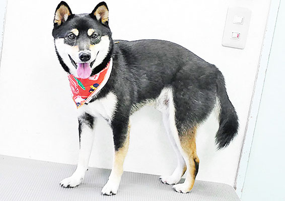 平野れんちゃん