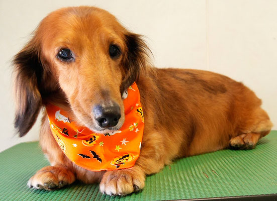 下唐湊モモちゃん