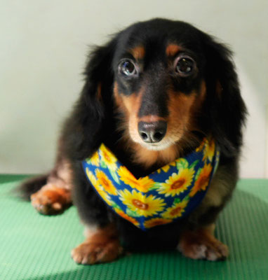 山下マルチョンちゃん