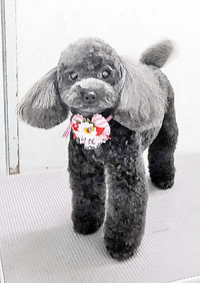 石田おはぎちゃん