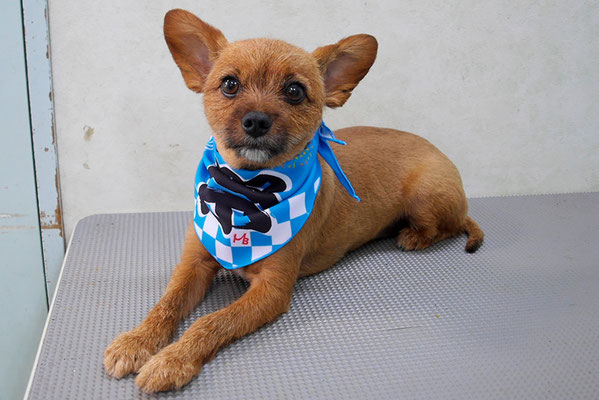 助村るぅちゃん