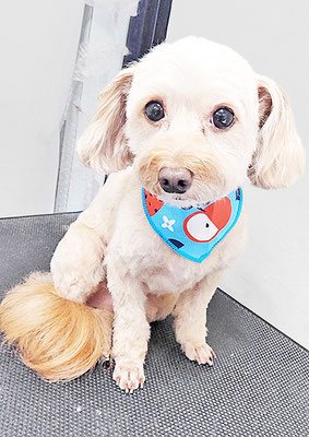 前原クッキーちゃん