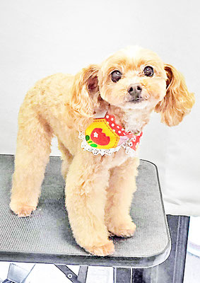 清正メイちゃん