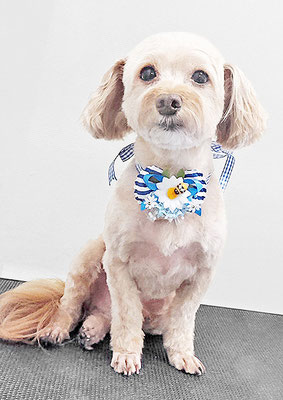 前原クッキーちゃん