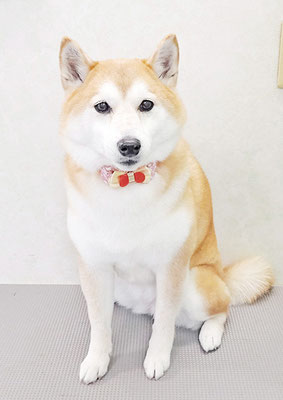 小村ゆずちゃん