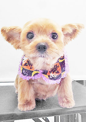 冨松すももちゃん