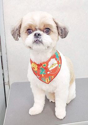 宮本ジブちゃん