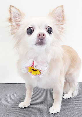 新田チーちゃん