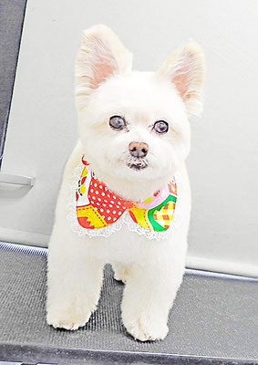 中村ココちゃん