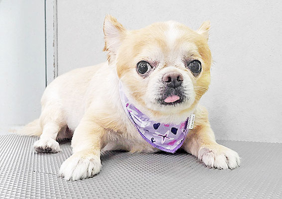 大山ココちゃん