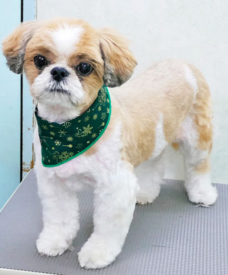 有留コロちゃん