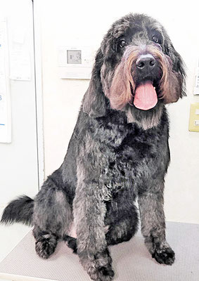 田代ロッティちゃん