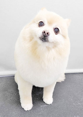 徳留クマちゃん