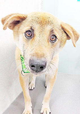 水口ラッキーちゃん