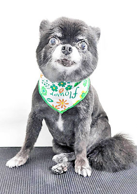 森崎シロちゃん