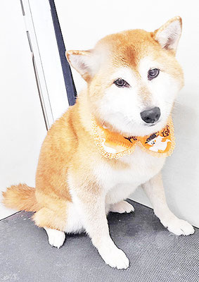 姶良レンちゃん