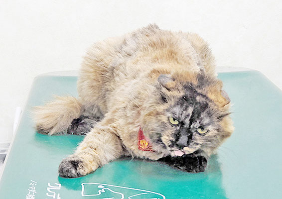 松村アリアちゃん