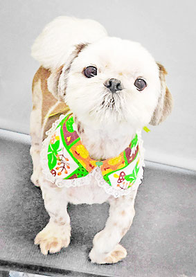 海江田チャ太郎ちゃん