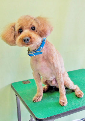 堂福ココちゃん