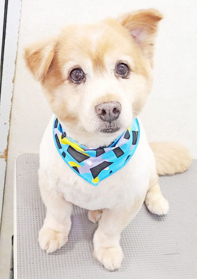 中野ちゃちゃちゃん