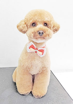 福島ベルちゃん