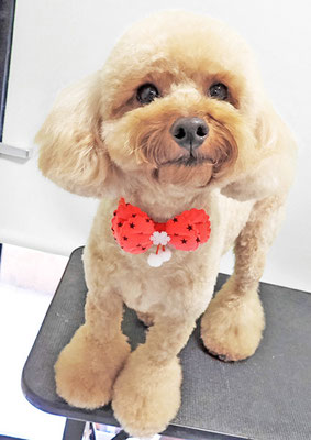 玉利ココちゃん