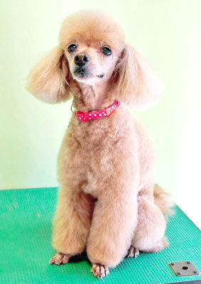 平松クーちゃん