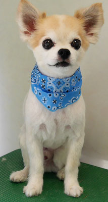 小牟禮ラッキーちゃん