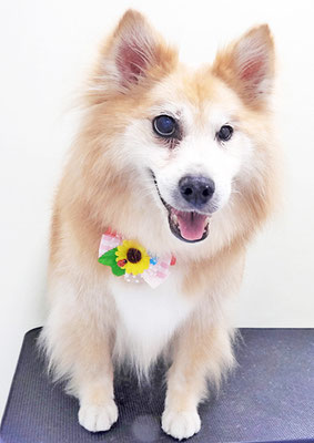 村松ゴンちゃん