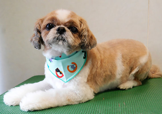 有留コロちゃん