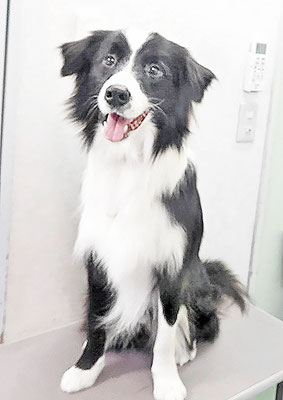 斉脇ベルちゃん