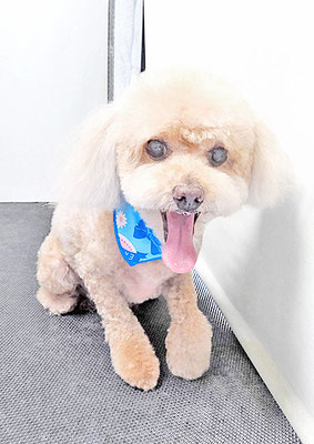 小森ちょこちゃん