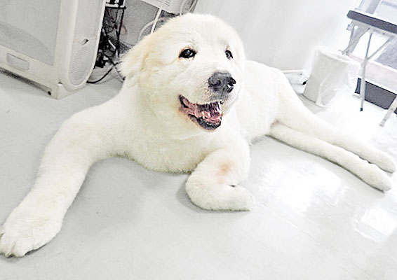 田代メイちゃん