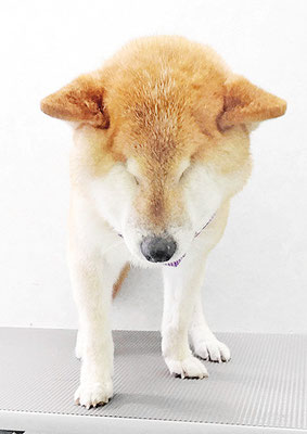 瀧川カルちゃん