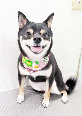 中尾あんずちゃん