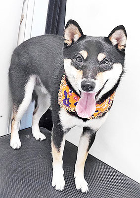 平野れんちゃん