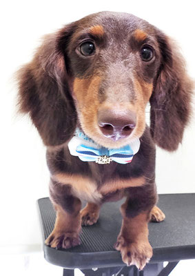 楠畑ルークちゃん