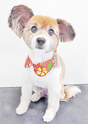 玉利ゆずちゃん